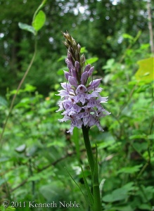 common spotted orchid (Dactylorhiza fuchsii) Kenneth Noble